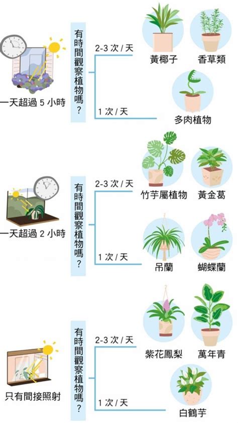 房間種植物|室內可以放什麼植物？根據空間選擇推薦品種，照護指。